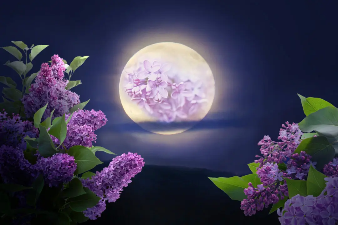 Flower Moon to Light Up Night Skies on May 12 With a Micromoon Twist