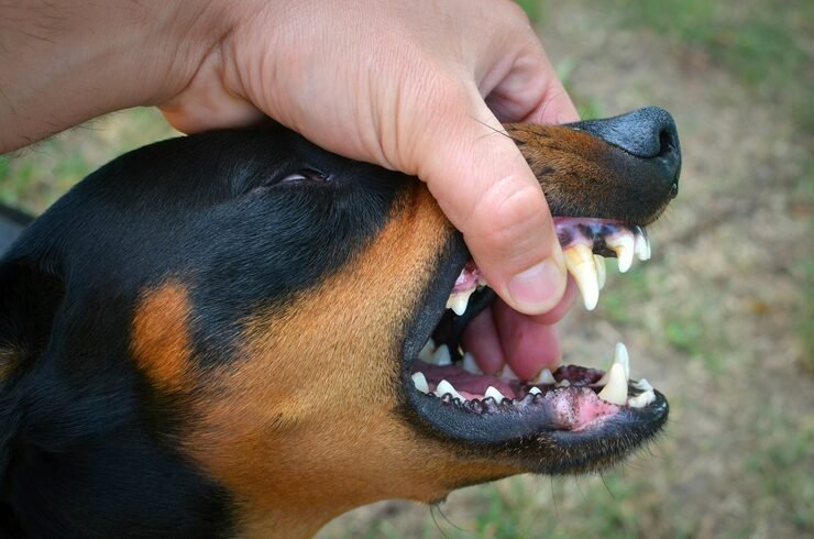 DOBS BITE INSURANCE